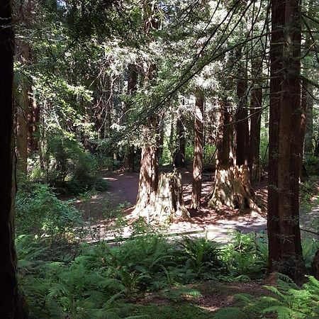 Emerald Forest Cabins ترينيداد الغرفة الصورة