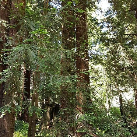 Emerald Forest Cabins ترينيداد الغرفة الصورة