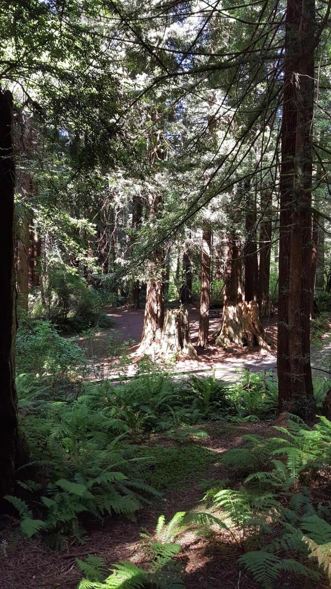 Emerald Forest Cabins ترينيداد الغرفة الصورة