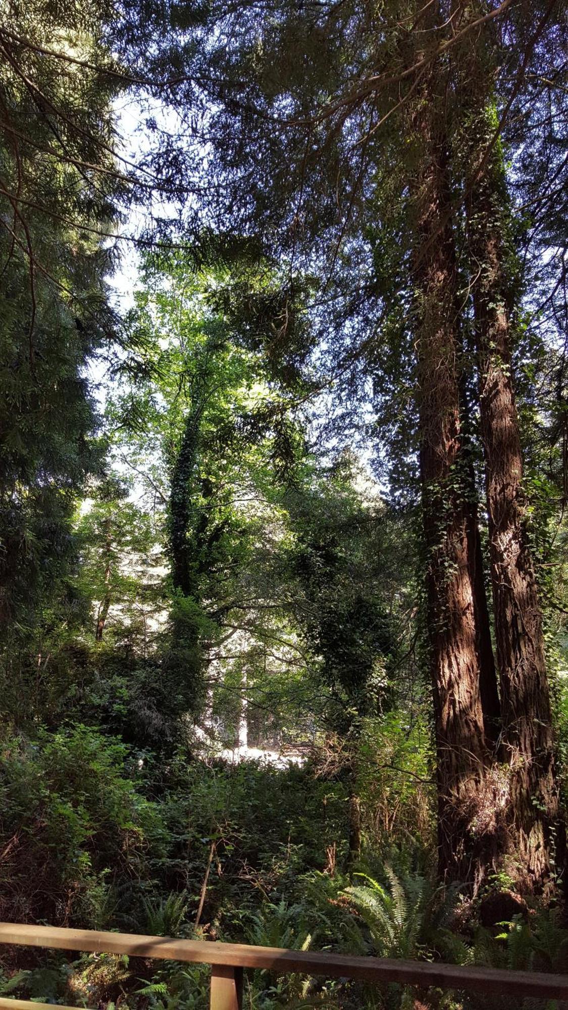 Emerald Forest Cabins ترينيداد الغرفة الصورة