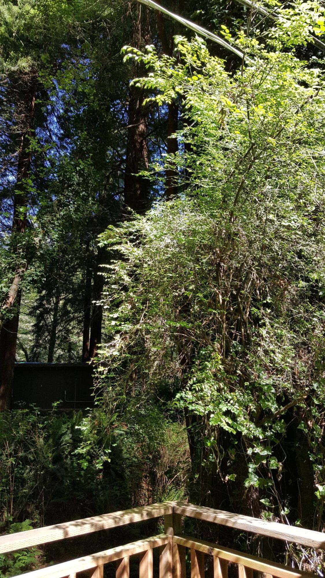 Emerald Forest Cabins ترينيداد الغرفة الصورة