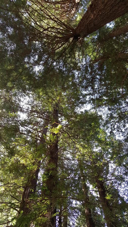Emerald Forest Cabins ترينيداد المظهر الخارجي الصورة
